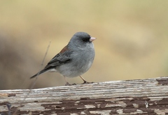 Junco hyemalis caniceps