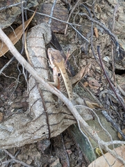 Sceloporus siniferus