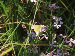 Colias dimera