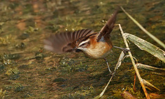 Acrocephalus melanopogon