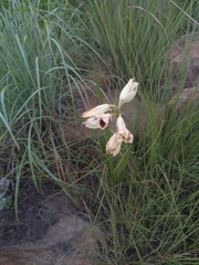 Eulophia welwitschii