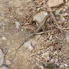 Sceloporus siniferus