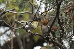 Peucedramus taeniatus