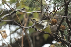 Peucedramus taeniatus