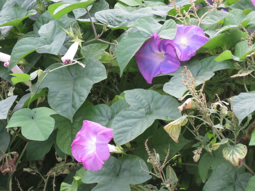 Ipomoea indica observed 2022-11-20