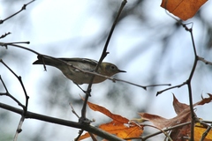 Peucedramus taeniatus