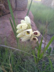 Eulophia welwitschii