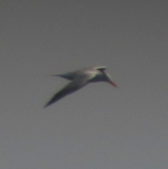 Thalasseus maximus