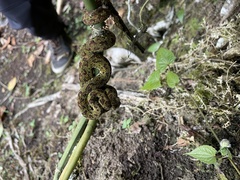 Bothriechis schlegelii