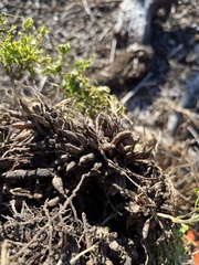 Asparagus asparagoides
