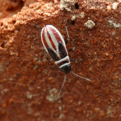 Lygaeidae