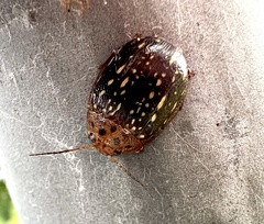 Paropsisterna cernua