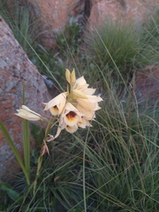 Eulophia welwitschii