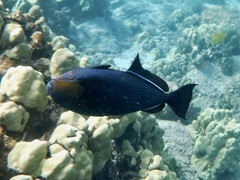 Melichthys niger
