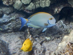 Acanthurus dussumieri