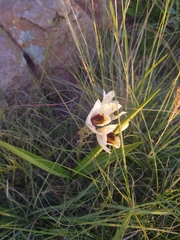 Eulophia welwitschii