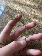 Cyclospermum leptophyllum