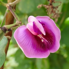 Centrosema pubescens