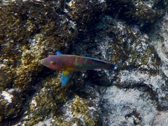 Thalassoma trilobatum