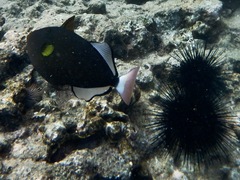Melichthys vidua