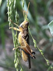 Melanoplus pictus