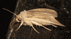 Leucania phragmitidicola
