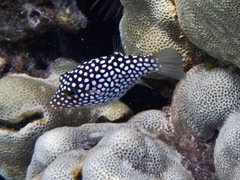 Canthigaster jactator