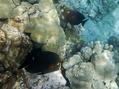 Ctenochaetus strigosus