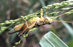 Melanoplus pictus