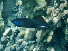 Melichthys niger