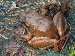 Limnonectes macrodon