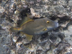 Cantherhines dumerilii