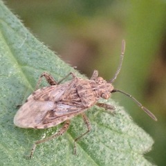 Stictopleurus punctatonervosus