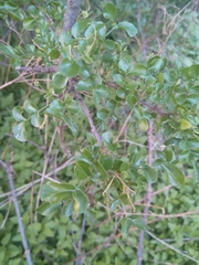 Zanthoxylum capense