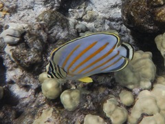 Chaetodon ornatissimus