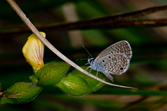 Hemiargus hanno