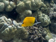 Forcipiger flavissimus