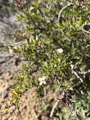 Cneoridium dumosum