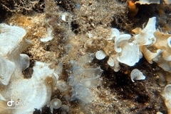 Clavelina