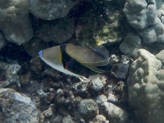 Rhinecanthus rectangulus