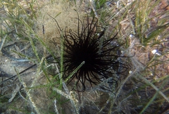 Pachycerianthus solitarius