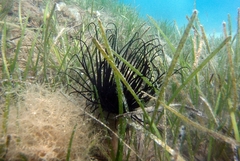 Pachycerianthus solitarius