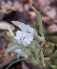 Palmorchis pubescens
