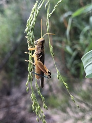 Melanoplus pictus