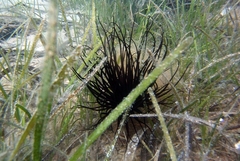 Pachycerianthus solitarius