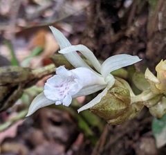 Palmorchis pubescens