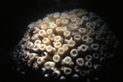 Cladocora caespitosa