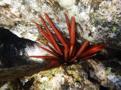Heterocentrotus mamillatus