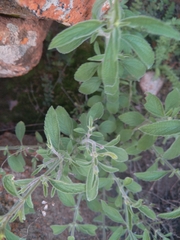 Justicia divaricata
