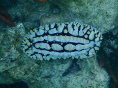 Phyllidia varicosa